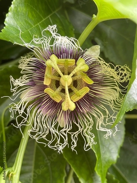 Obraz passionfruit flower closeup