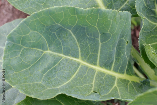 Obraz Collard Green Leaf