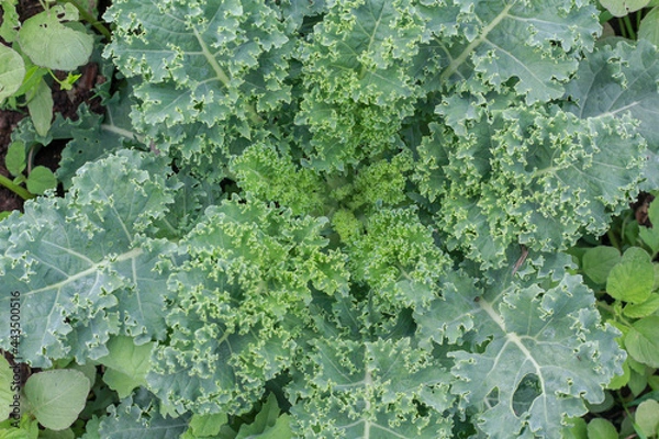 Obraz Kale Leaves in Garden