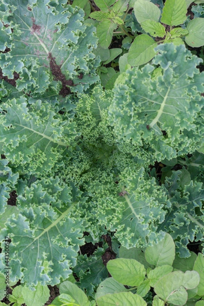 Obraz Kale Leaves in Garden