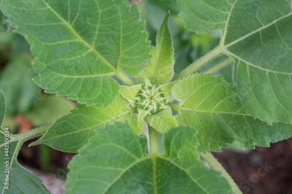 Obraz Plant with Leaves 
