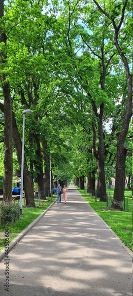 Obraz walk in the park