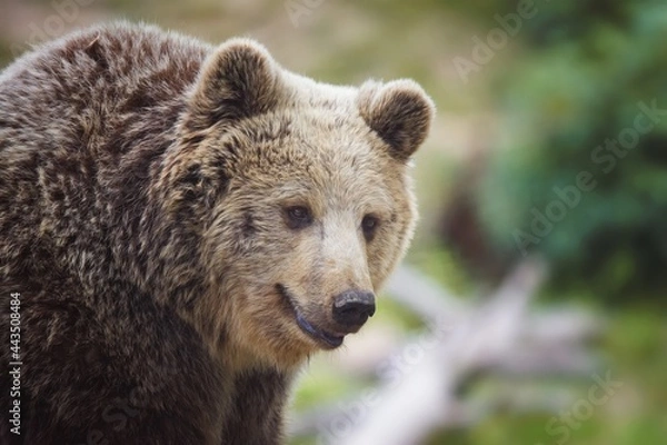 Fototapeta brown bear portrait