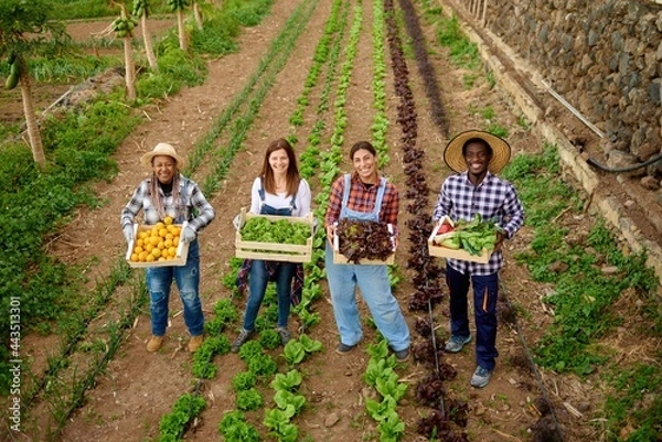 Fototapeta Smiling multiracial farmers with fresh vegetables in boxes on plantation