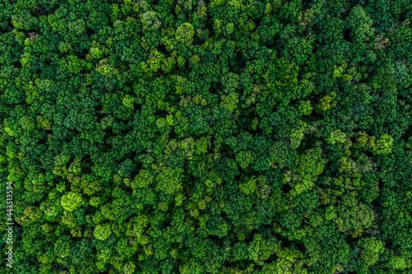 Fototapeta dense green forest. Drone top view. aerial view