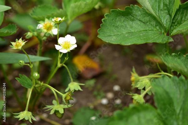 Fototapeta イチゴの花