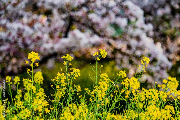 Fototapeta 五条川の菜の花と桜