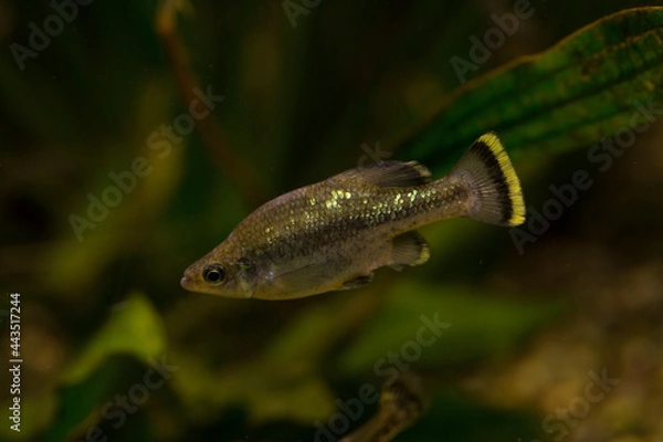 Obraz The butterfly splitfin or butterfly goodeid (Ameca splendens).
