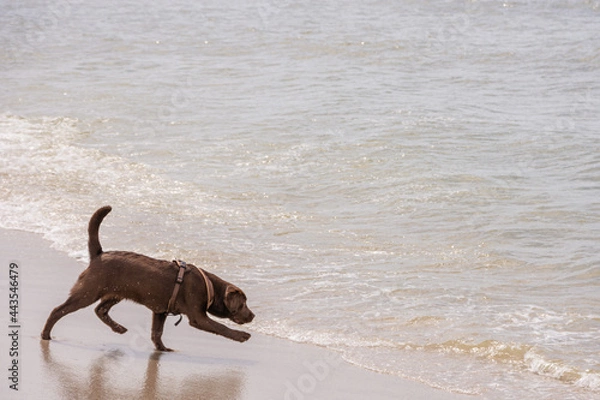 Obraz Ein junger brauner Labrador am Strand von Sylt