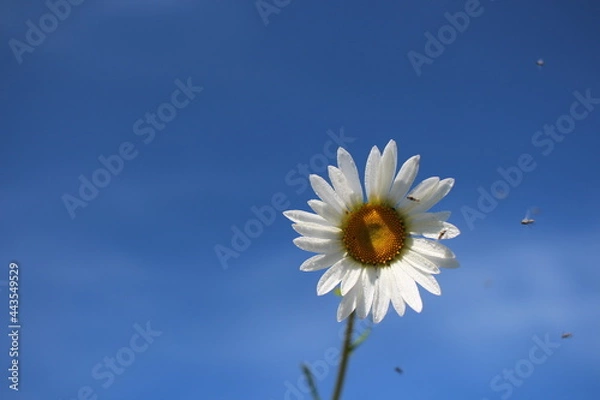 Fototapeta bright daisy flower on the background of the blue sky on the petals