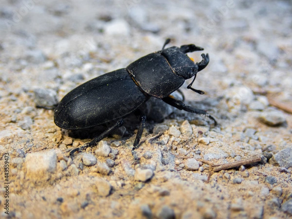 Obraz Side view of a black beetle on the forest floor, close up view of a black horned beetle