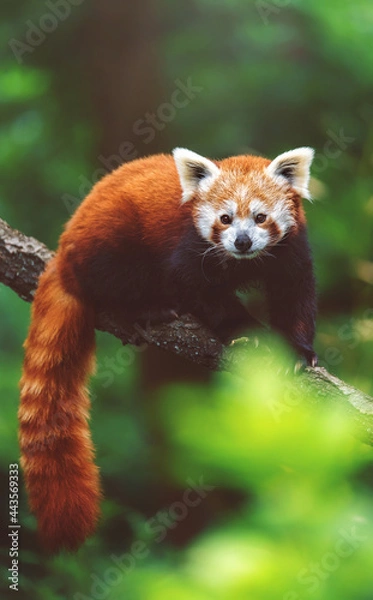 Obraz red panda in tree