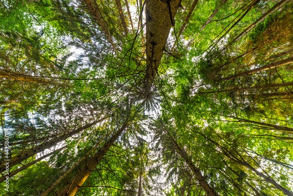 Fototapeta A pine forest, shot from below, looking upwards. Pines, sky and light. Ecosystem, nature and forests. 
