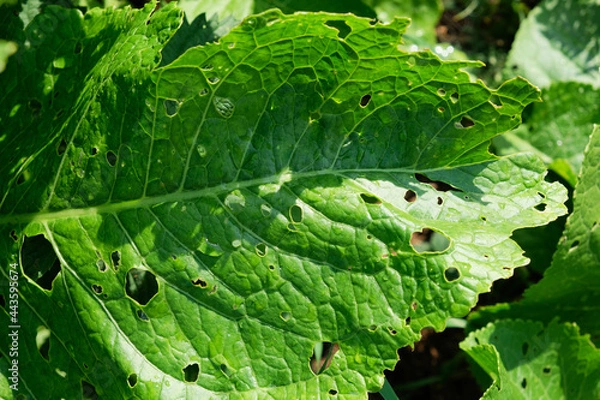 Obraz Cabbage damaged by insects pests close-up. Head and leaves of cabbage in hole, eaten by larvae butterflies and caterpillars. Consequences of the invasion butterflies Pieris brassicae.