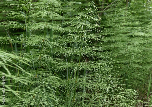 Fototapeta Horsetail (Equisetum arvense) on a summer day. close-up with selective focus. Horsetail texture. Mysterious plant. Abstraction in nature. Wild meadow plant on a dark background. 
