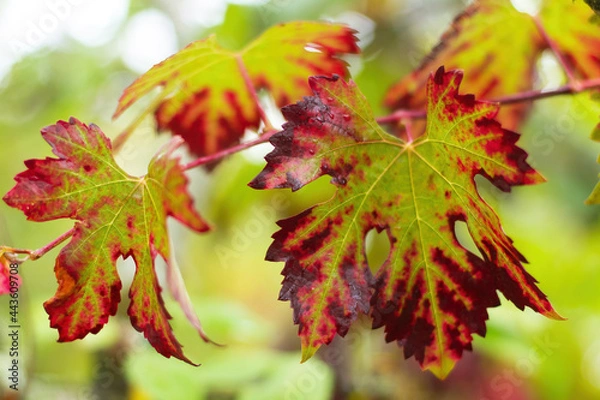 Fototapeta Detail of reddish autumnal grape leaves with drops of rainwater