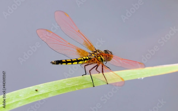 Fototapeta striped dragonfly with red wings sits on a green blade of grass, on a blurred background