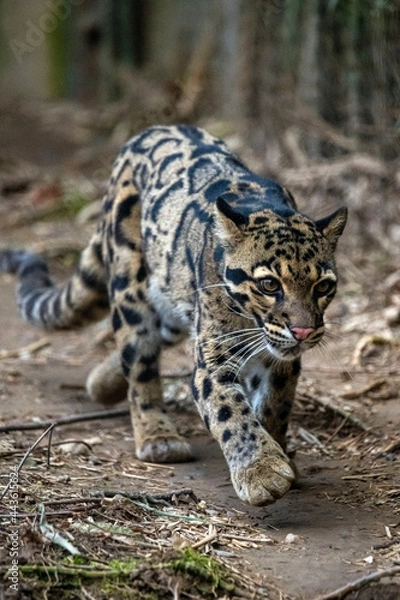 Fototapeta Leopardus pardalis