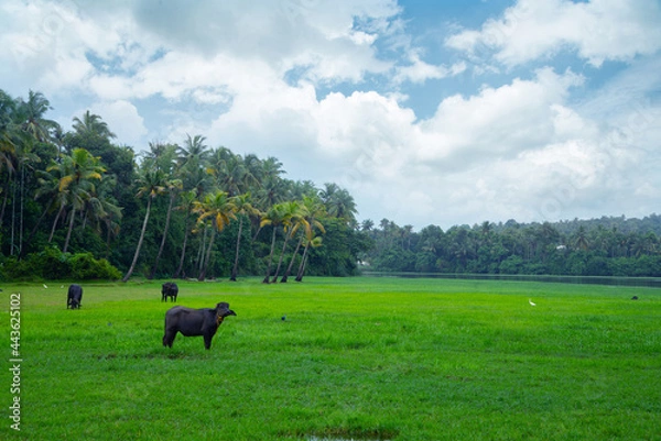 Obraz Buffalo standing in a paddy field under a cloudy blue sky Kerala India, Beautiful nature photography, Green grass field under blue sky and white clouds during daytime photo, Outdoor photography in Ke