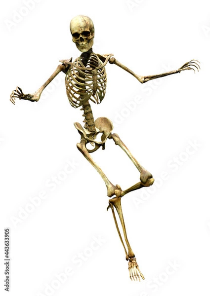 Fototapeta 3D Rendering Human Skeleton on White
