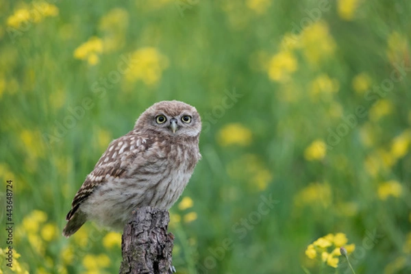 Obraz juvenile little owl in a green environment