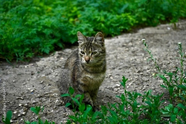 Obraz cat on the grass