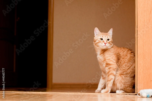 Obraz Ginger tabby cat