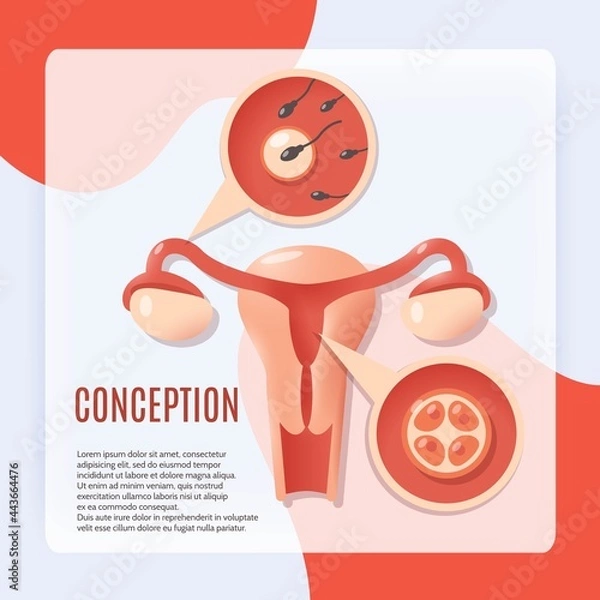 Fototapeta Pregnancy conception icon vector design illustration