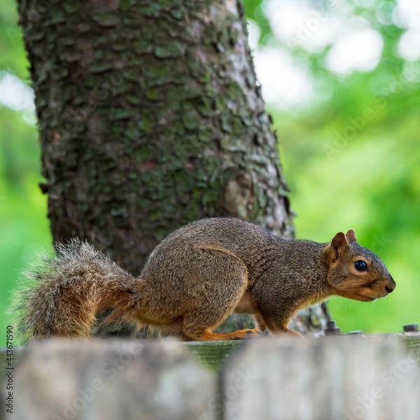 Fototapeta A squirrel walks a fence line.