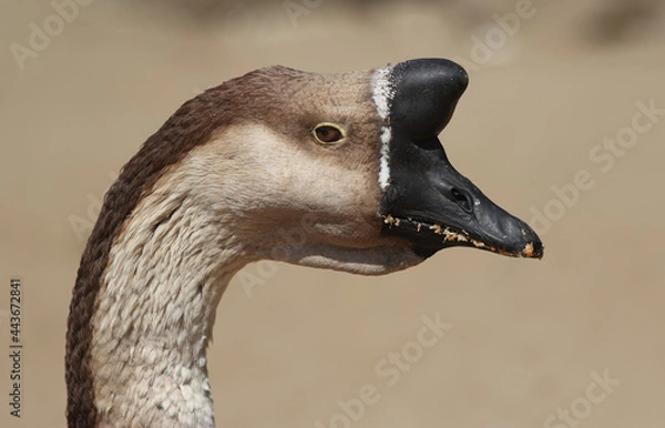 Fototapeta portrait of a swan goose from profile