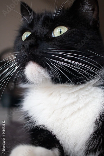 Fototapeta curious cat looking outside