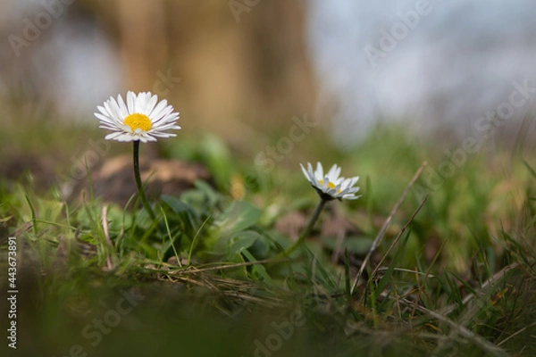 Obraz daisies in the meadow