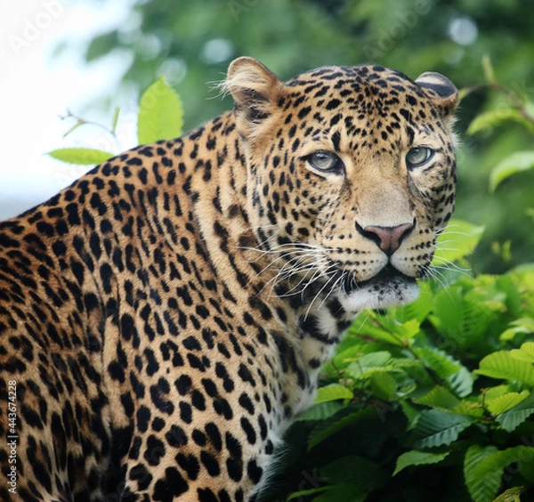 Obraz close up portrait of javan leopard