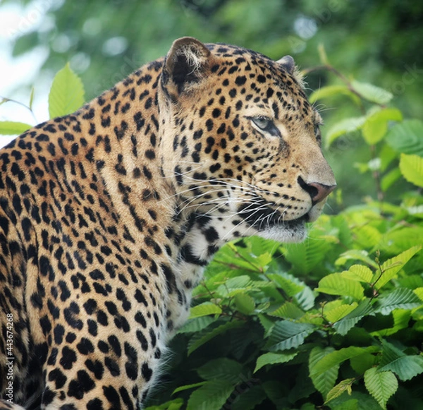 Fototapeta javan leopard is in the tree