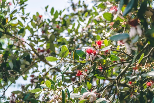 Obraz Feijoa Acca sellowiana Blossom. Beautiful white flowers with a red middle
