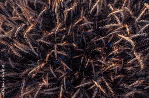 Obraz Kornfeld von oben