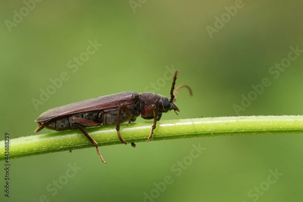 Fototapeta A Longhorn Beetle, Arhopalus rusticus, resting on a plant stem in woodland.