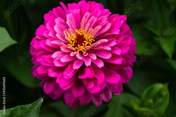 Fototapeta А beautiful man's flower in a green background garden