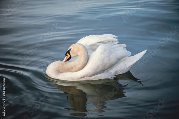 Fototapeta White swan floats in water. 