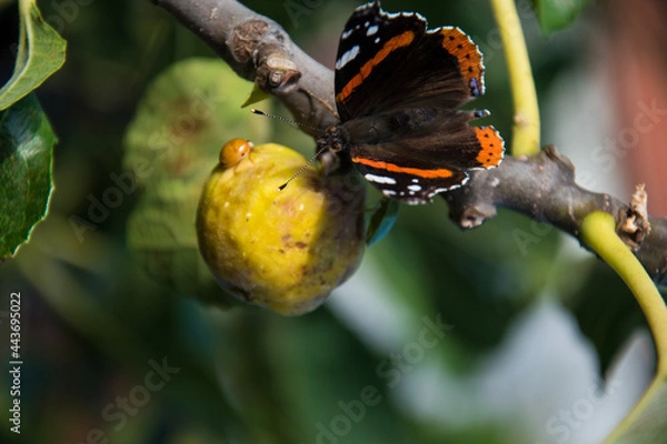 Fototapeta Butterfly and Bubamara share fig fruit