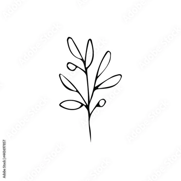 Fototapeta Cute hand drawn set of graphic floral and herbal elements. Doodle vector illustration isolated on white background for wedding design, logo and greeting card.
