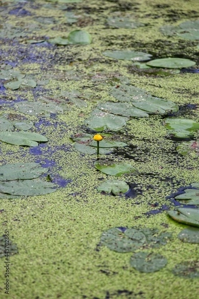 Obraz water lily on the lake
