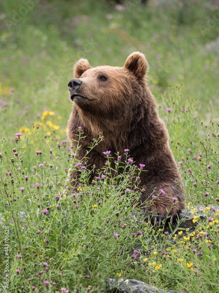 Fototapeta Portrait d'ours brun dans la végétation en fleurs