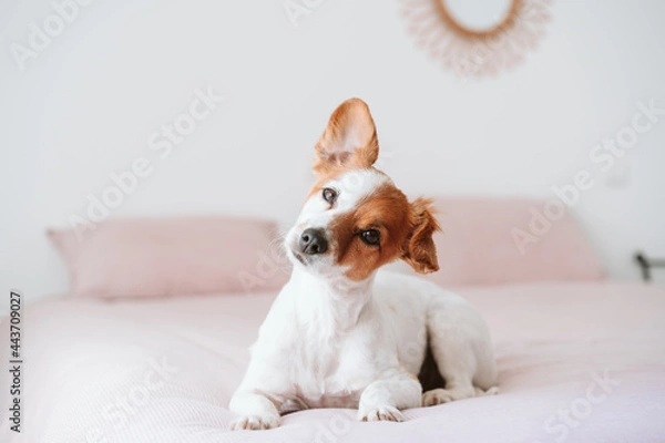 Fototapeta cute lovely small jack russell dog resting on bed during daytime. Funny ear up. Pets indoors at home