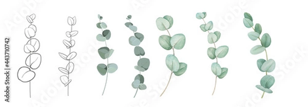 Fototapeta Set of differents eucalyptus branches on white background. Watercolor, line art, outline illustration.