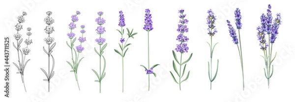 Obraz Set of differents lavender on white background. Watercolor, line art, outline illustration.