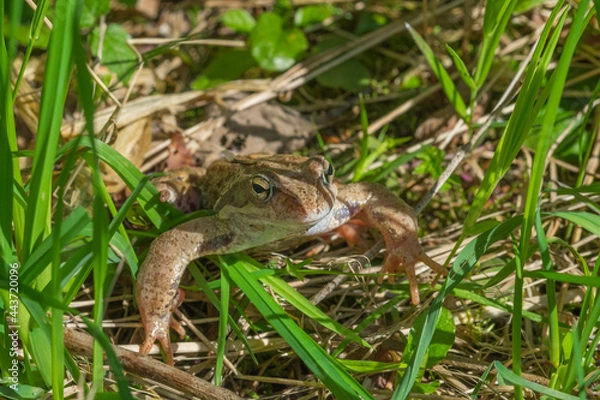 Fototapeta Frog in the grass