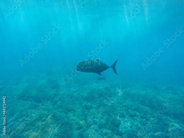 Obraz Fish on the seabed