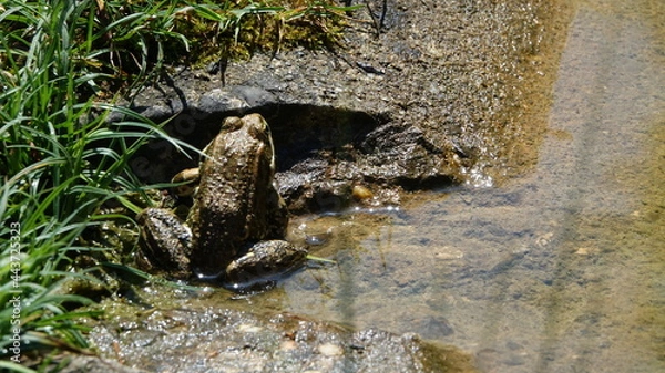 Fototapeta frog on a rock