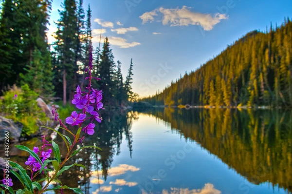 Obraz Purple Columbine